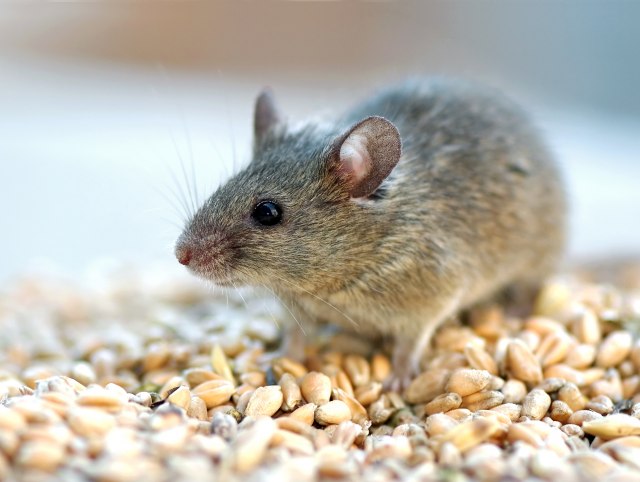 Uspešan eksperiment:Paralizovan miš ponovo prohodao VIDEO